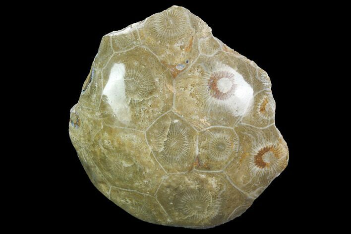 Polished Fossil Coral (Actinocyathus) - Morocco #100626
